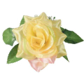 Róża w pąku - główka z liściem Yellow/Pink/Green